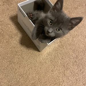 Meet your Posher, Dominic